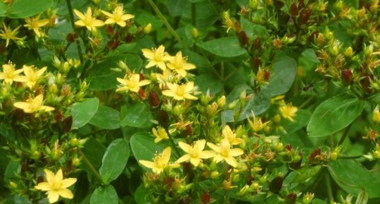 Millepertuis officinal (hypericum perforatum)