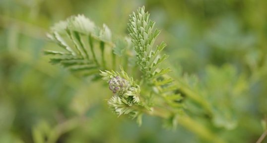 Début de floraison d'une pimprenelle