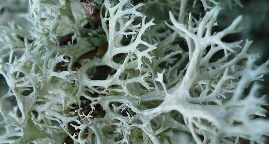 Cladonia sp.