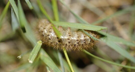 Chenille de l'Ecaille de l'ortie - sous réserve