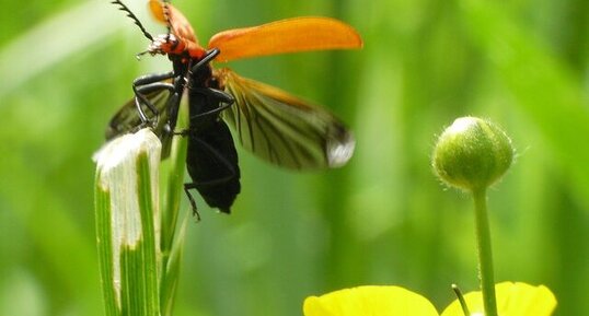 Le Cardinal rouge (2)