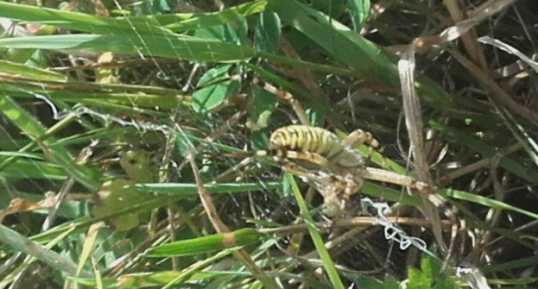 Argiope frelon, Argiope bruennichi