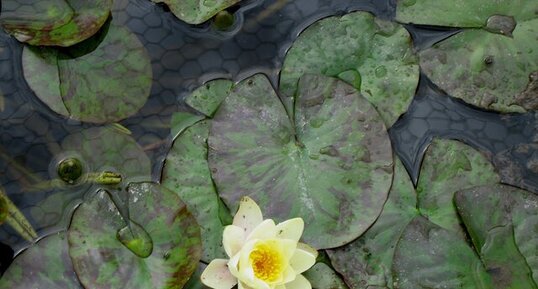 Nymphea 'Marliacea Chromatella'