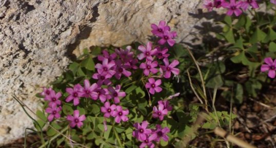 Oxalis articulata