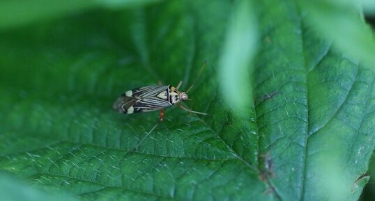 Rhabdomiris striatellus