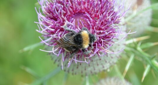 Bourdon sur Cirse Laineux