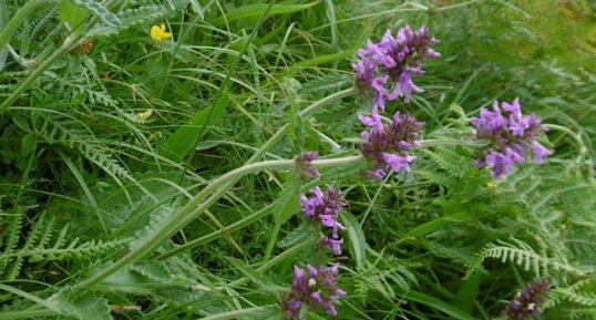 Bétoine officinale