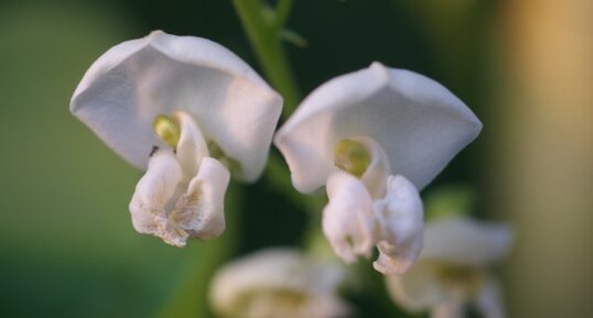 Fleurs de haricots