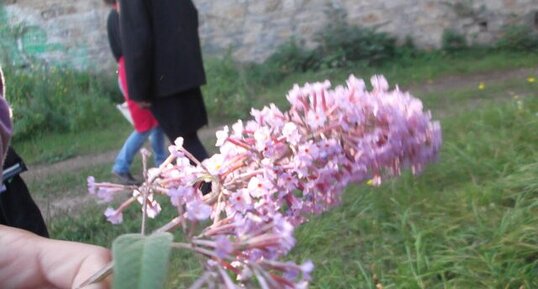 Buddléia ou arbre aux papillons