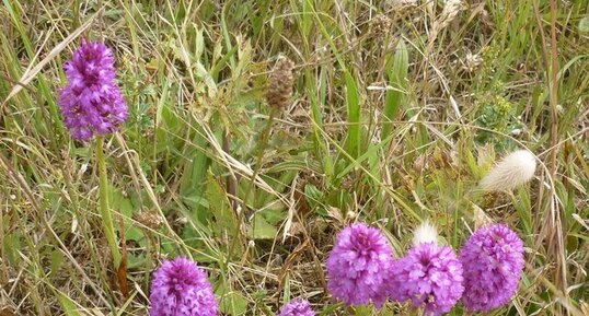 Escadron d'orchidées pyramidales