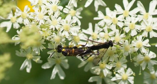 Copulat de Macrophya montana