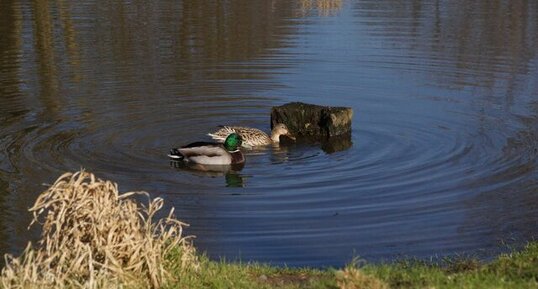 Couple de Canards colvert