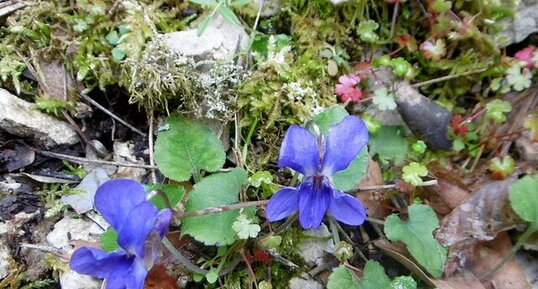 Violette odorante