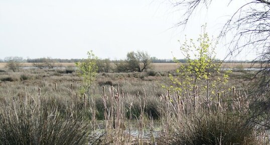 Paysage de camargue, bis repetita