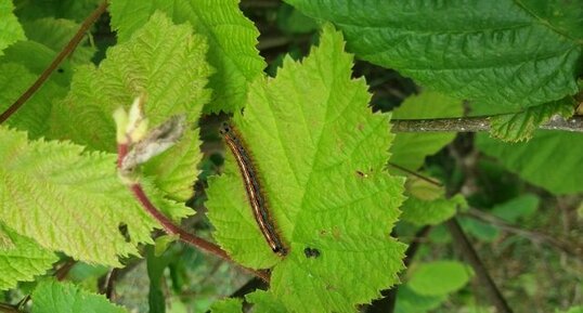 Livrée des arbres, Malacosoma neustria