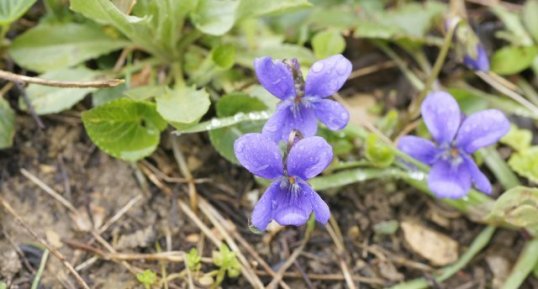 Violette odorante