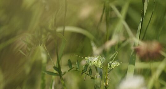 Tettigonidé sp.