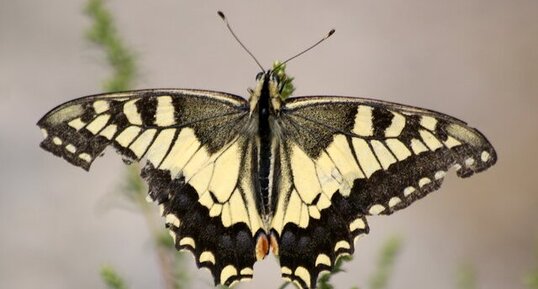 Papilio machaon