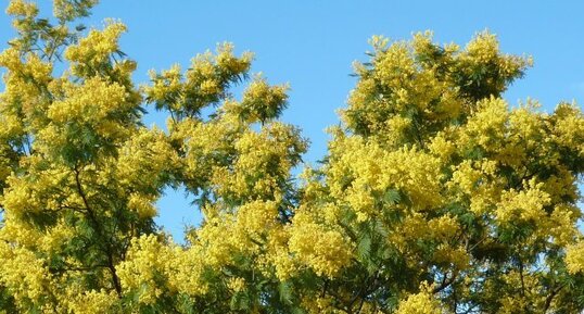 Mimosa d'hiver