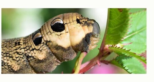 Chenille du grand sphinx de la vigne, Deilephila elpenor