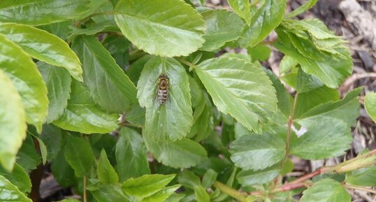 Abeille (?)sur une feuille