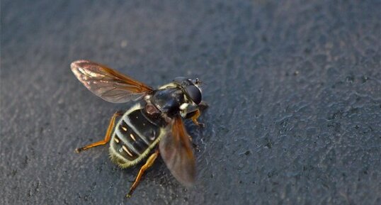 Sericomyia militaris (1)