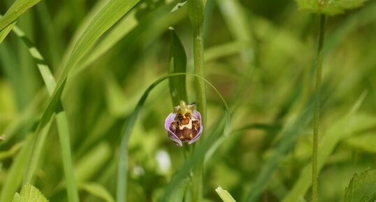 Fleur d'Ophrys abeille - sous réserve