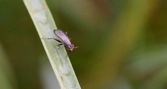 Coremacera marginata - sous réserve