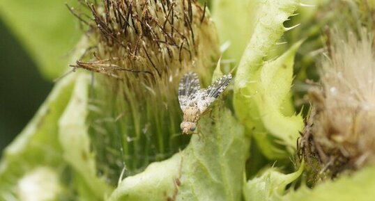 Tephritidae sp.?