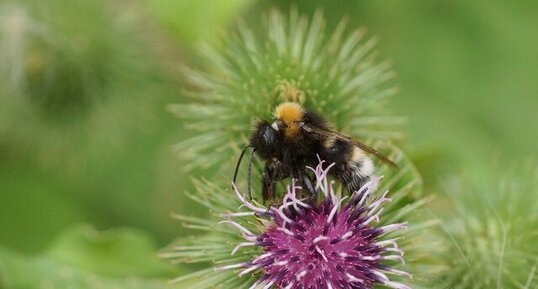 Bombus sp. sur fleur de Bardane