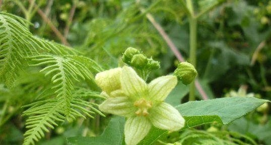 Fleur de la bryone doïque