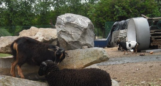 Confidences entre une chèvre et un bouc noir