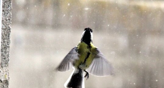 Mésange charbonnière