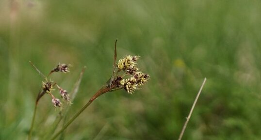 Luzule sp.