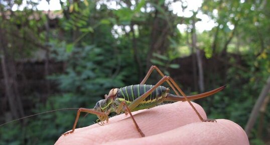 Sauterelle Ephippigère