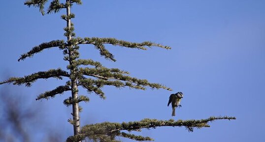 Mésange bleue