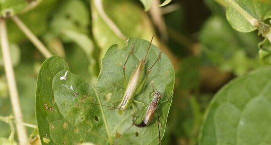 Dragouille entre Conocephalus dorsalis