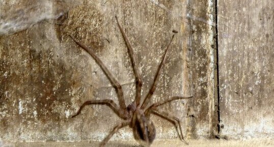 Araignée du bocage vitréen