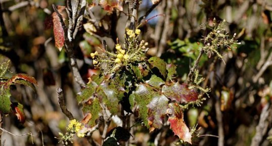 Mahonia