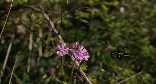 Silène sp.