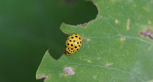 Coccinelle à 22 points