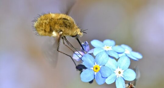 Le Bombyle mineur