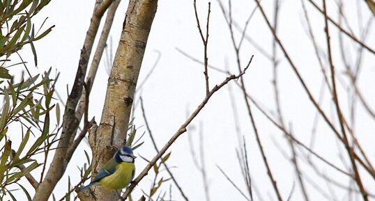 Mésange bleue