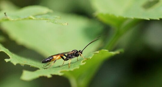 Ichneumon stramentor - sous réserve