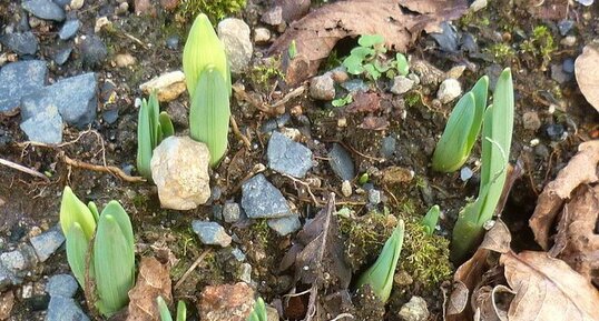 Premières jonquilles