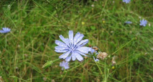 Chicorée sauvage, Cichorium intybus