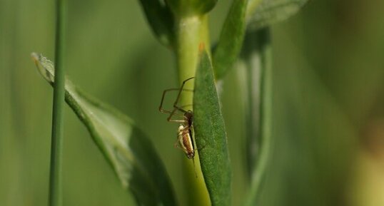 Tetragnathe sp.