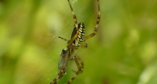 L'Argiope frelon