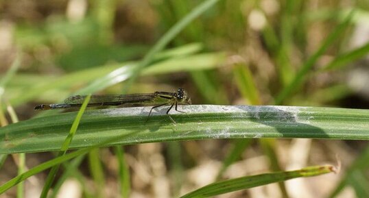 Ishnura elegans femelle