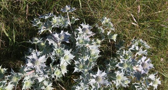 Eryngium maritinum- chardon bleu